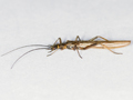 Leuctra fusca